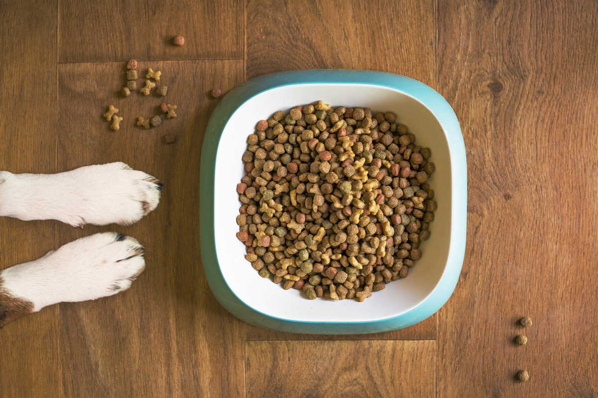 Cibo secco per cani: come renderlo più appetibile?