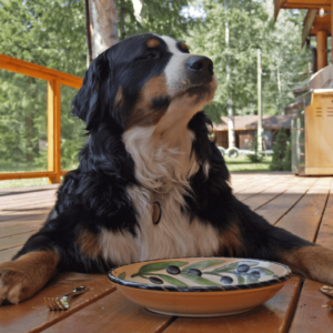 Scatolette e cibo umido per cani: guida completa alla scelta migliore per il tuo amico a quattro zampe